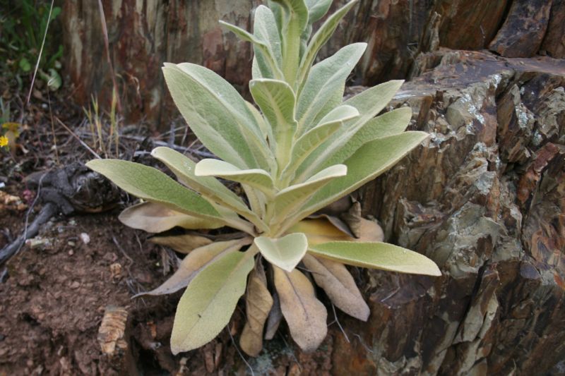 Verbascum conocarpum ?